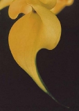  Bastet - Calla Collection - gelbe Calla 